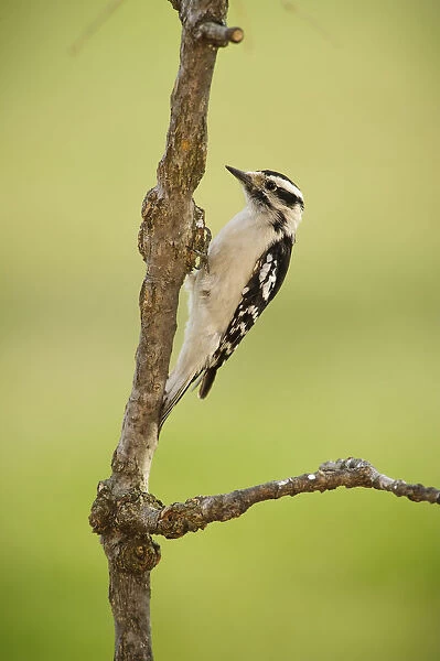 Female downy woodpecker on a tree branch; Ohio United States of America