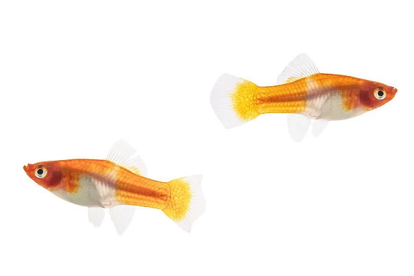 Female Koi Santa Claus Swordtail Fish