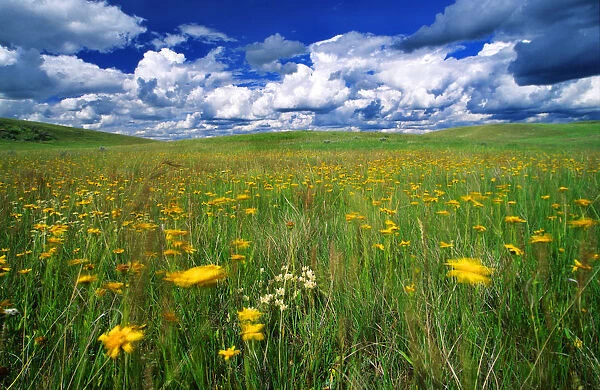 Field Of Flowers, Grasslands National Park, Saskatchewan