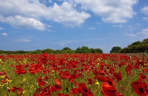 A Field Full Of Red Flowers; Northumberland, England