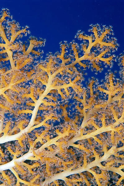 Fiji, Close-Up Of Soft Coral Showing Polyps Feeding (Siphonogorgia Sp?)