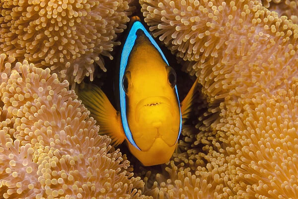 Fiji, Orange Fin Anemonefish (Amphiprion Chrysopterus) Hiding In Its Host Anemone