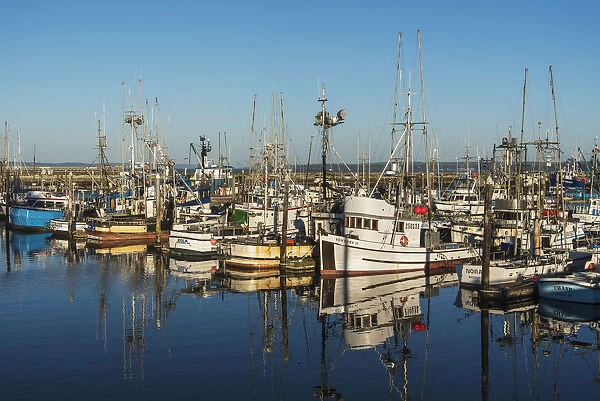 Fishing Boats In A Harbour; Westport, Washington, United States Of America