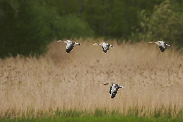 Flock of Greylag geese in flight