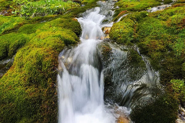 Flowing Water through Moss Covered Rocks, Trentino-Alto Adige, Dolomites, Italy