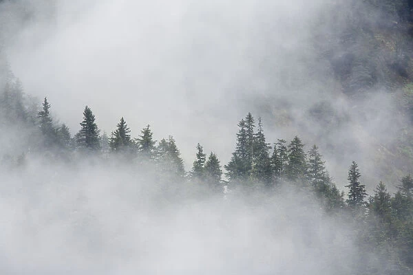Fog Rises Among The Trees On Fox Island. Kenai Fjords. Summer Kenai Peninsula Alaska