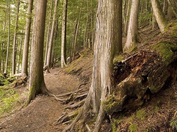 Forest Pathway, Whistler, British Columbia