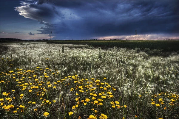Foxtails And Wildflowers On The Edge Of A Wheatfield Under Storm Clouds North Of Edmonton, Alberta
