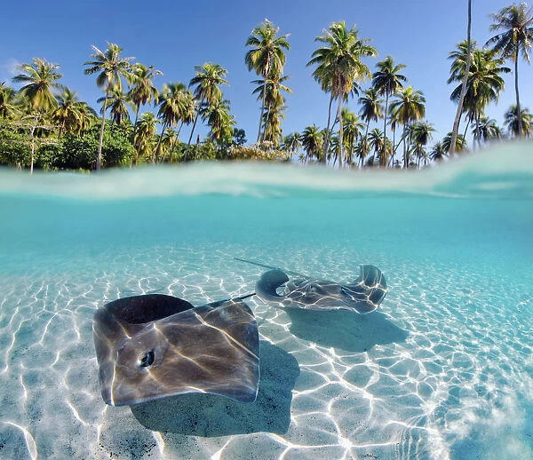 French Polynesia, Tahiti, Moorea, Two Stingray In Beautiful Turquoise Water
