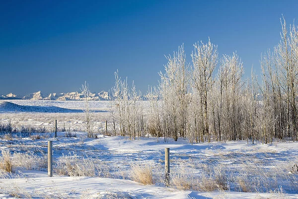 Frost-Covered Trees In Snowy Field; Cochrane, Alberta, Canada