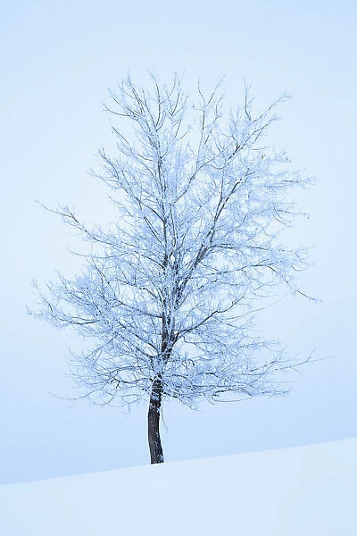 Frost And Snow Cover An Oak Tree; Calgary, Alberta, Canada