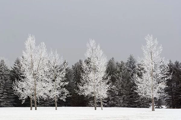 Frost On Trees, Calgary, Alberta, Canada