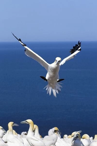 Gannet About To Land Into The Colony On Bonaventure Island; Perce, Quebec, Canada