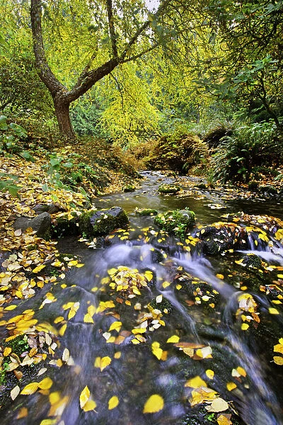 Gentle stream in Crystal Springs Rhododendron Garden in autumn, Portland, Oregon, USA