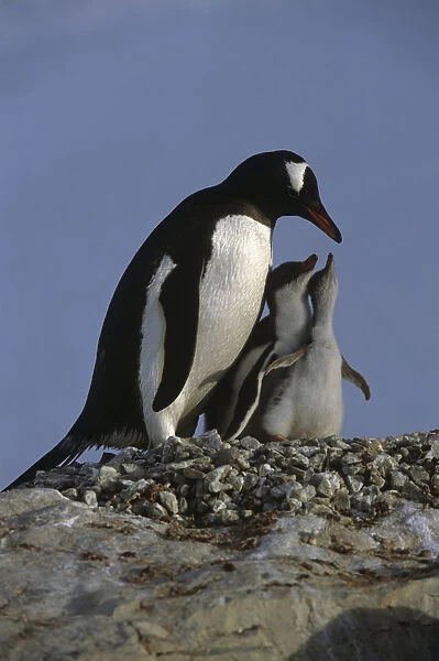 Gentoo Penguin Parent Cares For Chicks New Island Falkland Islands