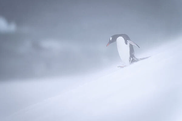 Gentoo penguin (Pygoscelis papua) waddles down slope in snowstorm; Antarctica