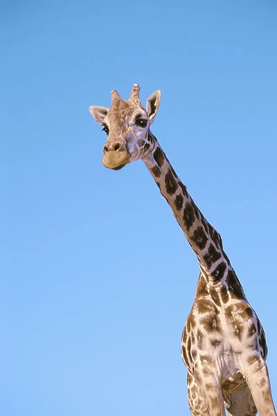 A giraffe against a blue sky; Africa