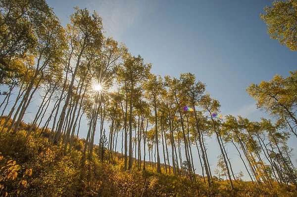 Golden aspen trees in a row on a mountainside against a blue sky, YNP, Wyoming, USA
