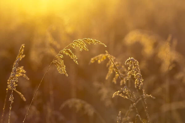 Golden Sunlight Illuminating Tall Grasses, Kachemak Bay; Homer, Alaska, United States Of America