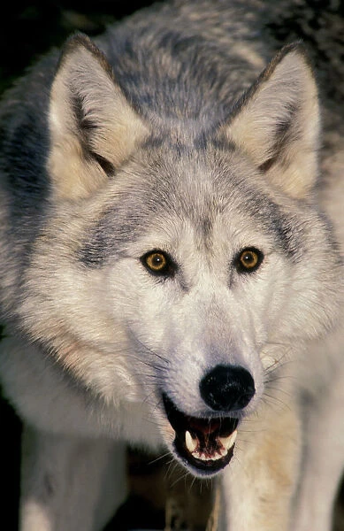 Gray Wolf (Canis Lupus), Minnesota