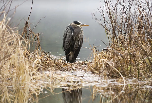Great Blue Heron Stands In The Reeds At The Edge Of Ward Lake In Ketchikan, Alaska During Winter