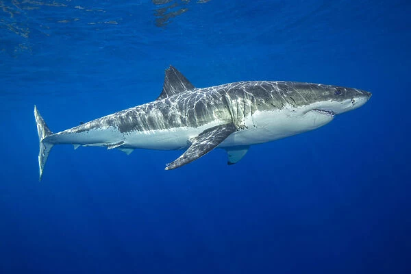 This Great white shark (Carcharodon carcharias) was photographed off Guadalupe Island, Mexico; Guadalupe Island, Mexico