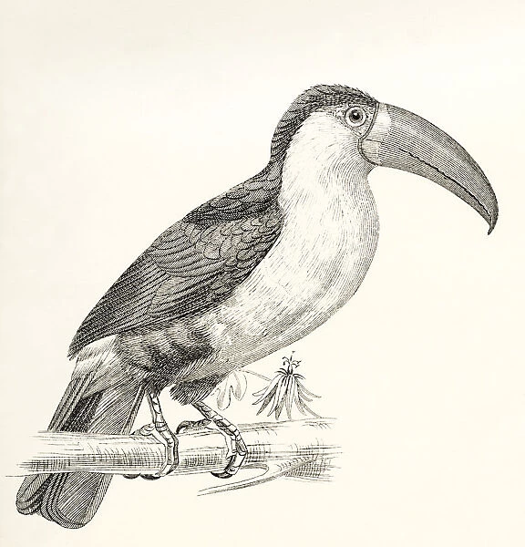 The Green-Billed Toucan Aka Red-Breasted Toucan, Ramphastos Dicolorus. From The National Encyclopaedia, Published C. 1890