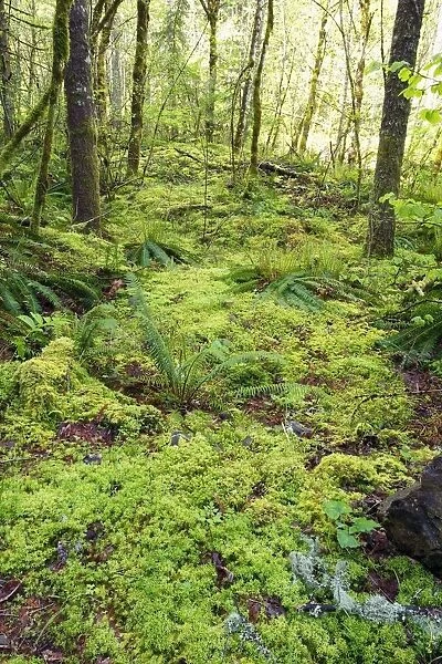 Green Foliage On The Forest Floor