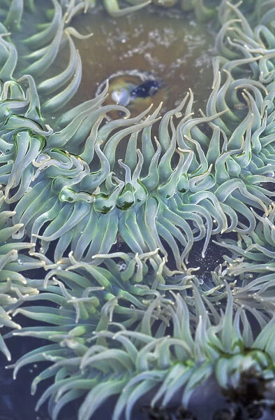 A Green Sea Anemone; Oregon, United States Of America
