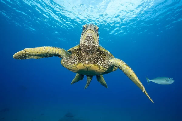 Green Sea Turtle, Hawaii, USA