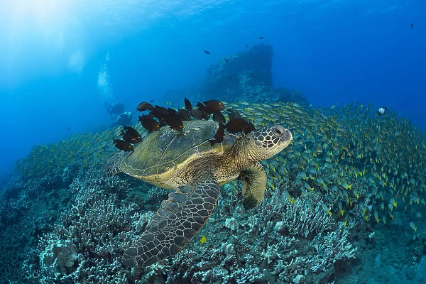 A Green Sea Turtlec (Chelonia Mydas) With Surgeonfish Cleaning Its Shell And a Huge School Of Blue Striped Snapper With Divers In The Background; Hawaii, United States Of America