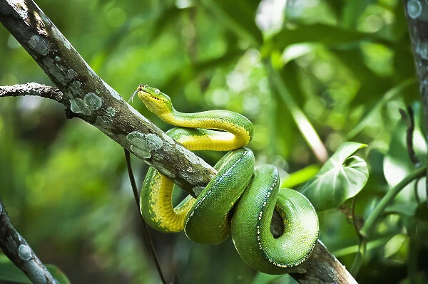 Green Tree Snake (Dendrelaphis Punctulata); Madang Province, Papua New Guinea
