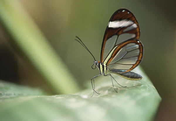 A Greta oto or Glasswing butterfly rests on a leaf in Monteverde, Costa Rica
