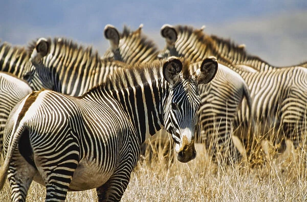 Grevys Zebras On Savannah