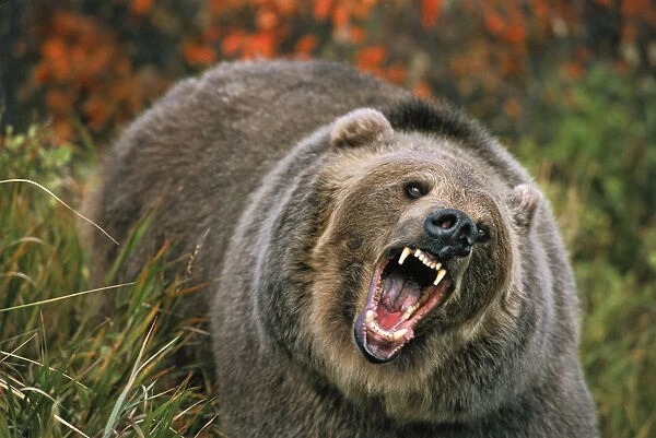 Grizzly Bear (Ursus Arctos) In Threat Posture, Rocky Mountains