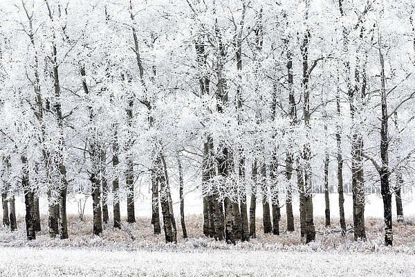 Grouping of heavily frosted trees in a field; Alberta, Canada