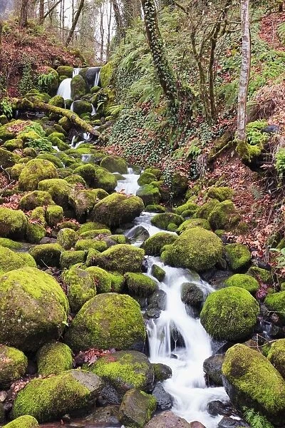 Happy Valley, Oregon, United States Of America; Green Moss On The Rocks Along A Small Waterfall