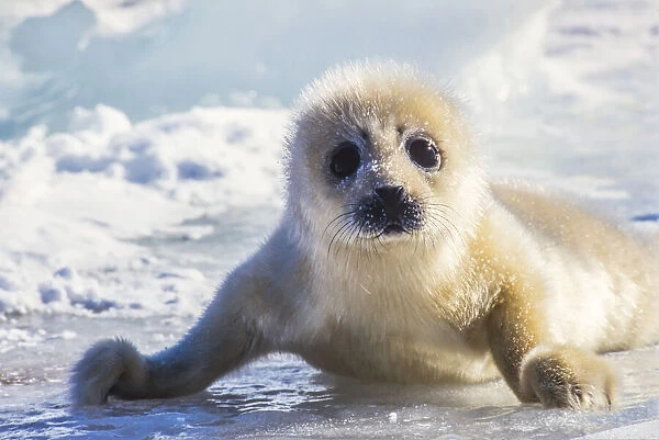 Harp Seal pup sitting up on flippers looking at camera, Canada