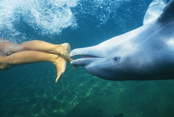 Hawaii, Bottlenose Dolphin (Tursiops Truncatus) Swimming Upside-Down With Person, Only Feet Showing, Underwater View