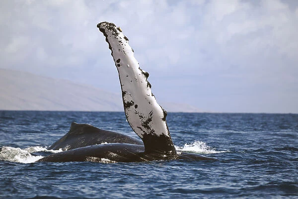 Hawaii, Humpback whale (Megaptera novaeangilae) raises its pectoral fin above the surface