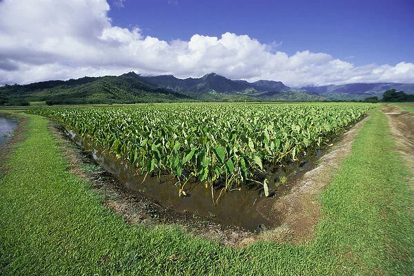 Hawaii, Kauai, Hanalei Valley, Taro Fields With Mountains Background, Blue Sky And Clouds