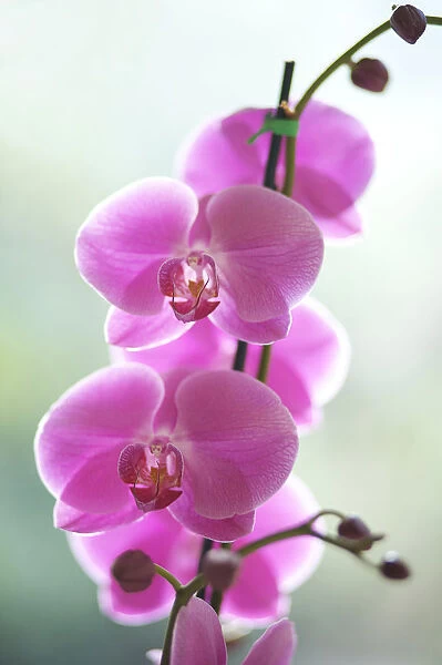 Hawaii, Kauai, Pink Orchids On Studio Background