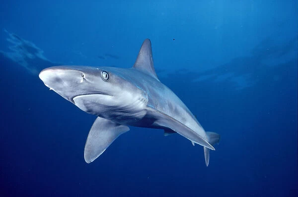 Hawaii, Lanai, Sandbar Shark Swims Into Camera Side Angle Clear Blue Ocean A79E