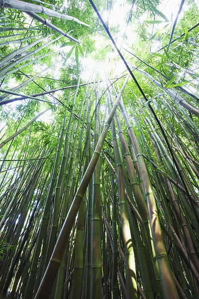Hawaii, Maui, Hana, A path through green bamboo