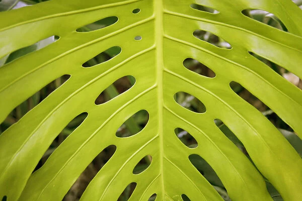 Hawaii, Maui, Keanae, A closeup view of a large green leaf