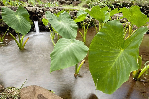 Hawaii, Maui, Large Taro leaves in a pond