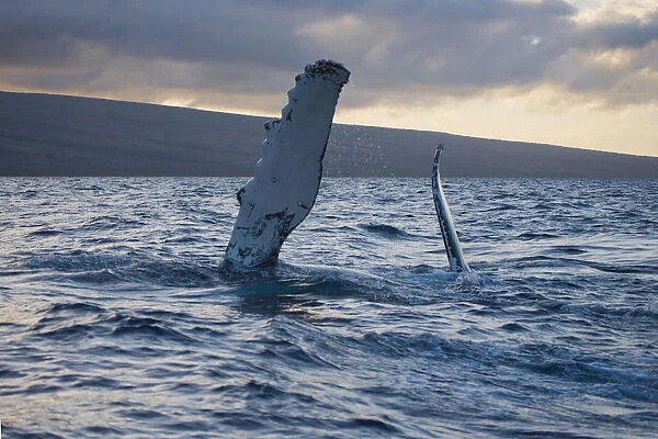 Hawaii, Maui, The Pectoral Fin Of A Humpback Whale