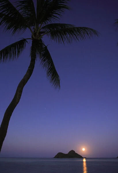 Hawaii, Oahu, Lanikai, Full Moon Rising Over One Of The Mokulua Islands With A Palm Tree In The Foreground