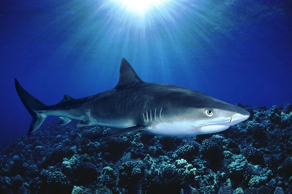 Hawaii, Tiger Shark Over Reef, Sunburst (Galeocerdo Cuvier)