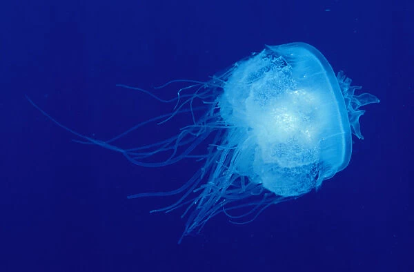 Hawaii, Translucent Jellyfish (Cephea Cephea) Floats In Deep Blue Water